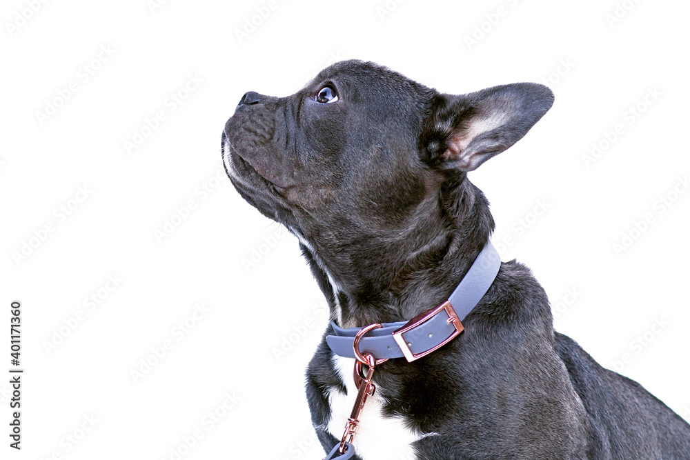 Bulldog puppy collar sales