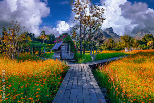 Wooden hut in a yellow flower field and valley in Lopburi, Thailand. photo