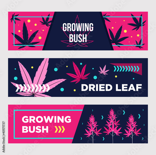 Vivid promotional banner designs with cannabis. Bright pink dried leaves and growing bushes on dark background. Hemp and legal drug concept. Template for poster, promotion or web design