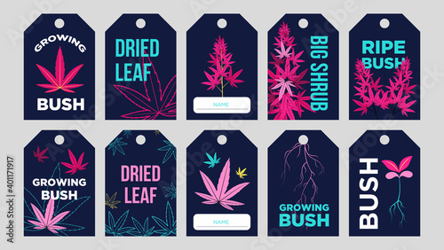 Promotional tag designs with marijuana plant. Pink and blue cannabis leaves, roots, bush with text on dark background. Hemp and legal drug concept. Template for greeting labels or invitation card