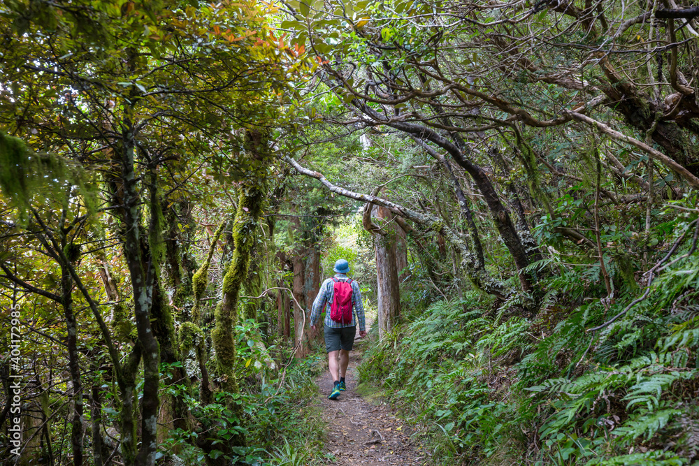 New Zealand forest