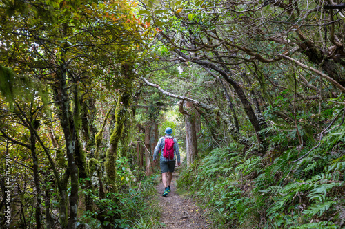 New Zealand forest