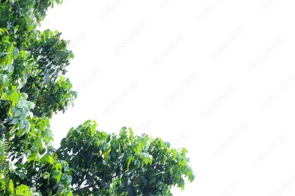 Tropical tree leaves with branches on white isolated background for green foliage backdrop Tropical tree leaves with branches on white isolated background for green foliage backdrop