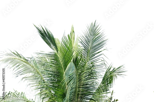 Coconut leaves with branches on white isolated background for green foliage backdrop © Oradige59