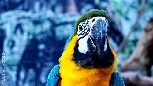 Close up macaw parrots with sunlight, Breathtaking colors of nature. photo