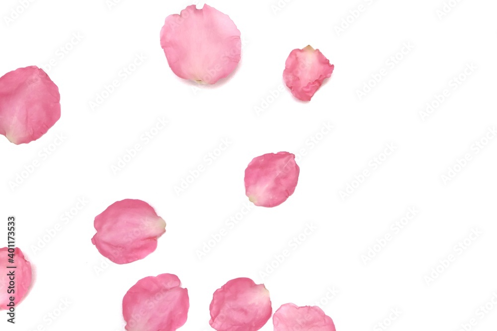 Blurred a group of sweet red rose corollas on white isolated background with copy space Blurred a group of sweet red rose corollas on white isolated background with copy space