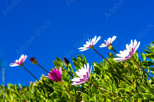 African daisies stretching to the sky