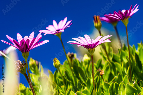 Pink African daisy and sky