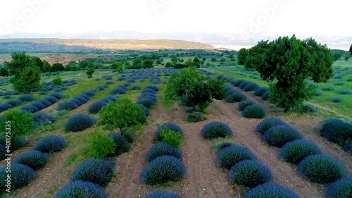 Lavender field from drone. Aerial video from above. Lavender field and the only tree in the middle in Isparta / Turkey photo