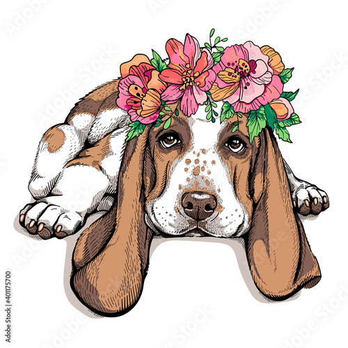 Cute basset hound wearing a flower wreath. Portrait of a dog. Spring composition for printing on any surface