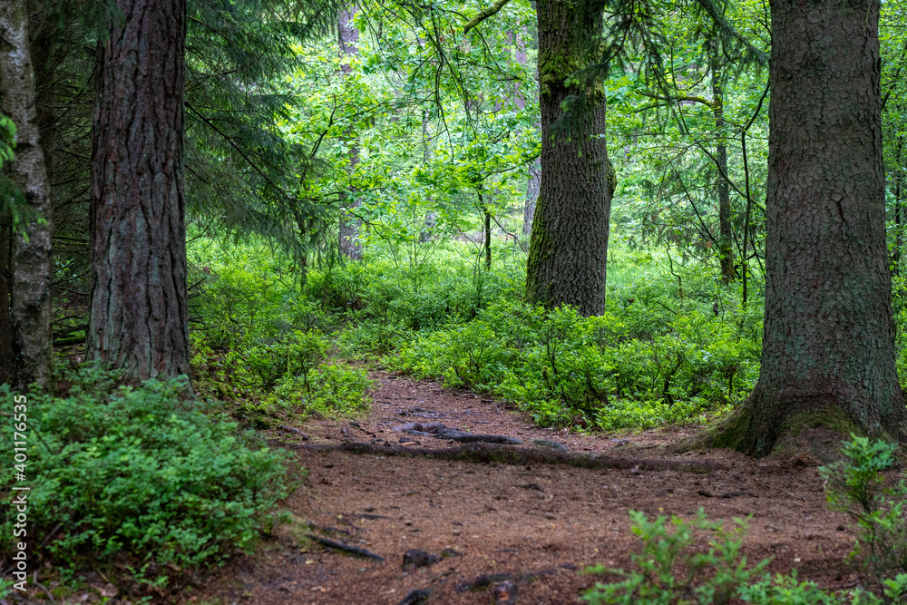 Obraz premium trail path in a forest in the nature preservation area of the lueneburger heide
