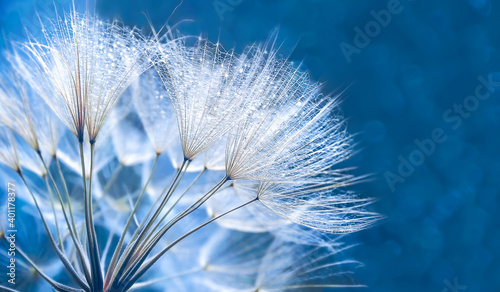 Dandelion in the Sunlight stock photo