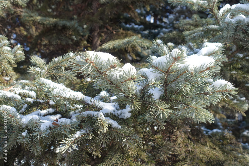 Blue spruce branches covered with snow in February