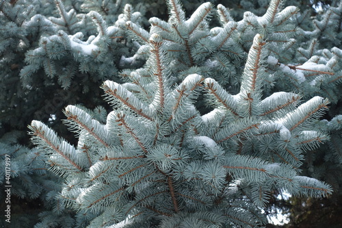 Branches of blue spruce covered with snow in December