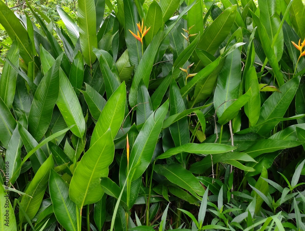 Fresh green grass with little yellow fllowers Fresh green grass with little yellow fllowers