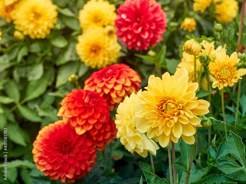 Dahlia flowers in the garden Dahlia flowers in the garden