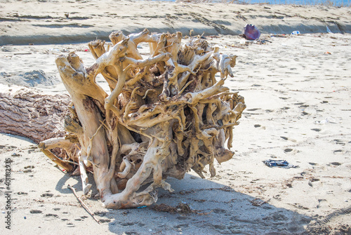 baltic, sea, mare nostrum, sea, sea star, sea, sea,