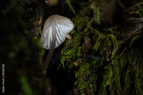 Mushrooms in the forest in autumn