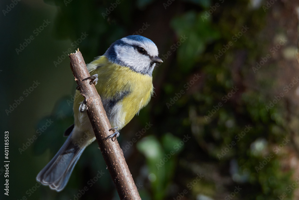 Obraz premium Little dear blue tit sits on a branch and watches the surroundings 3