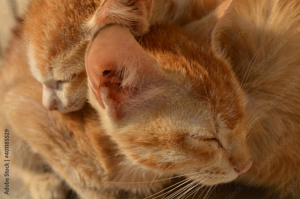 Cute Brown Kitten Close Up Cute Brown Kitten Close Up