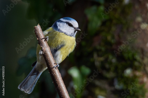 Little dear blue tit sits on a branch and watches the surroundings 3