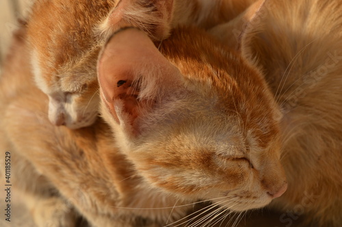 Cute Brown Kitten Close Up