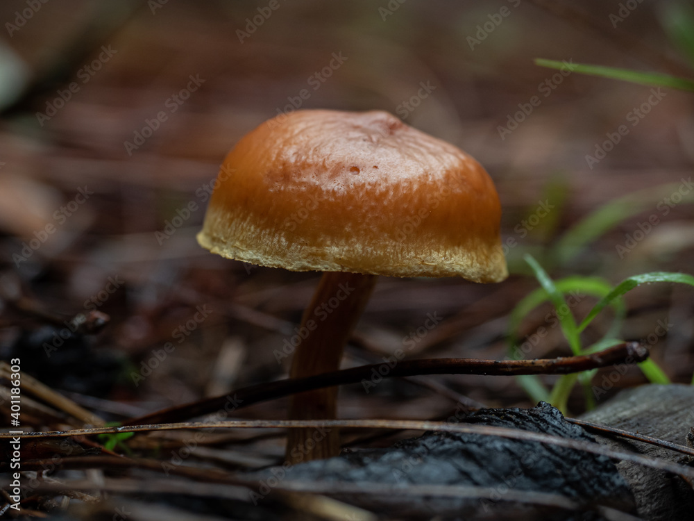 Mushrooms in the forest in autumn