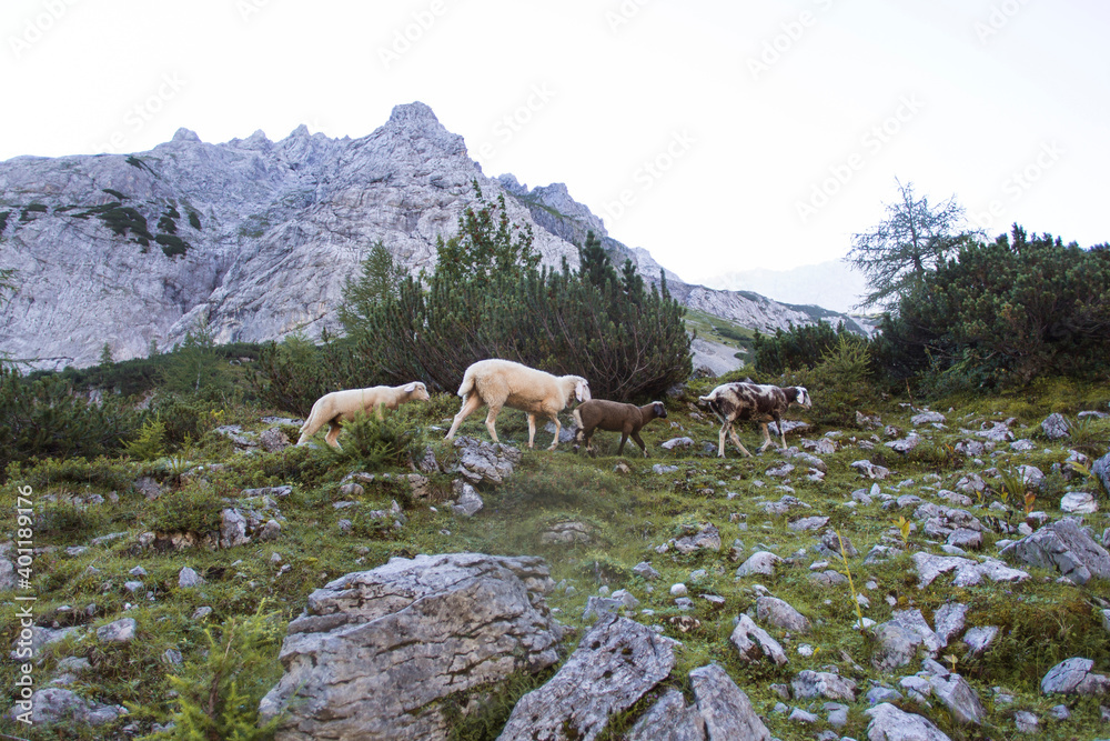 Herd of sheep at mountain lake Seebensee, Austrian Alps