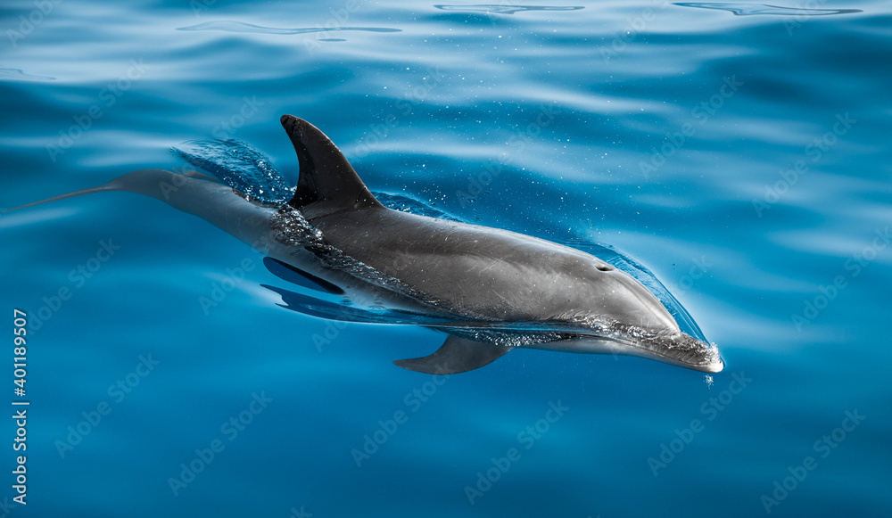 Fototapeta premium Dolphin swimming on the surface of the blue ocean