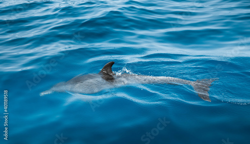 Dolphin swimming on the surface of the blue ocean
