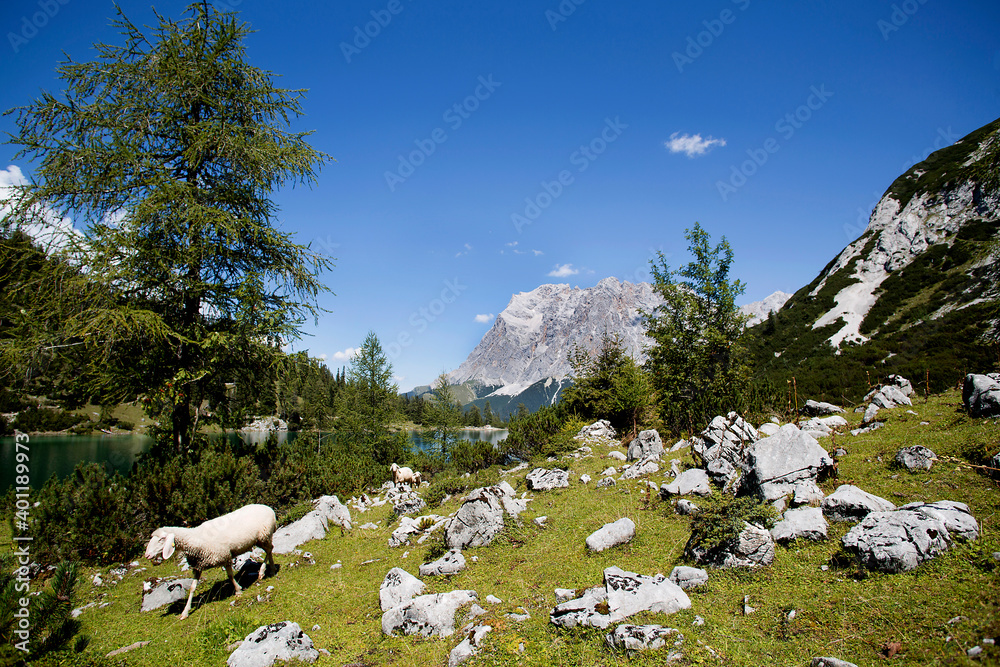 Herd of sheep at mountain lake Seebensee, Austrian Alps