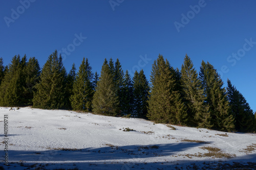 pinetrees and snow on blue sky while hiking in the winter