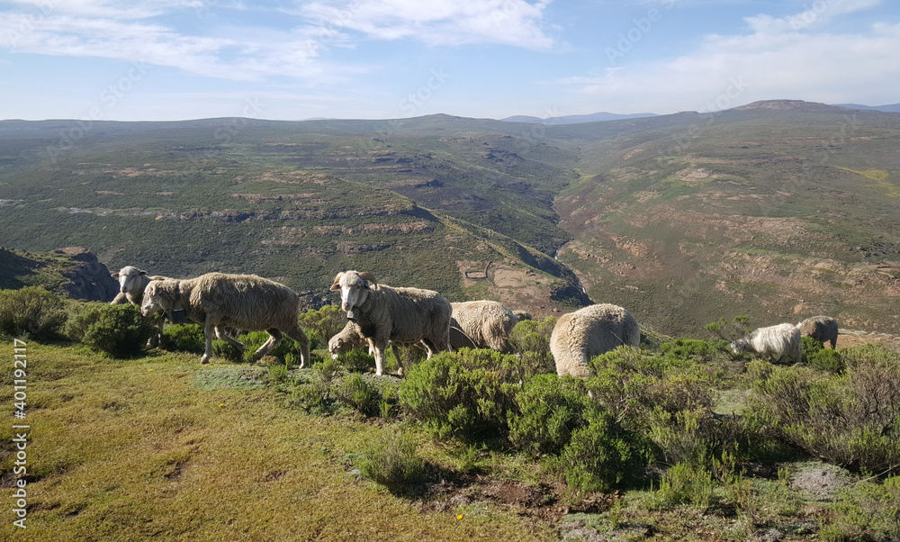 Sheeps in the mountains around Thaba-Tseka