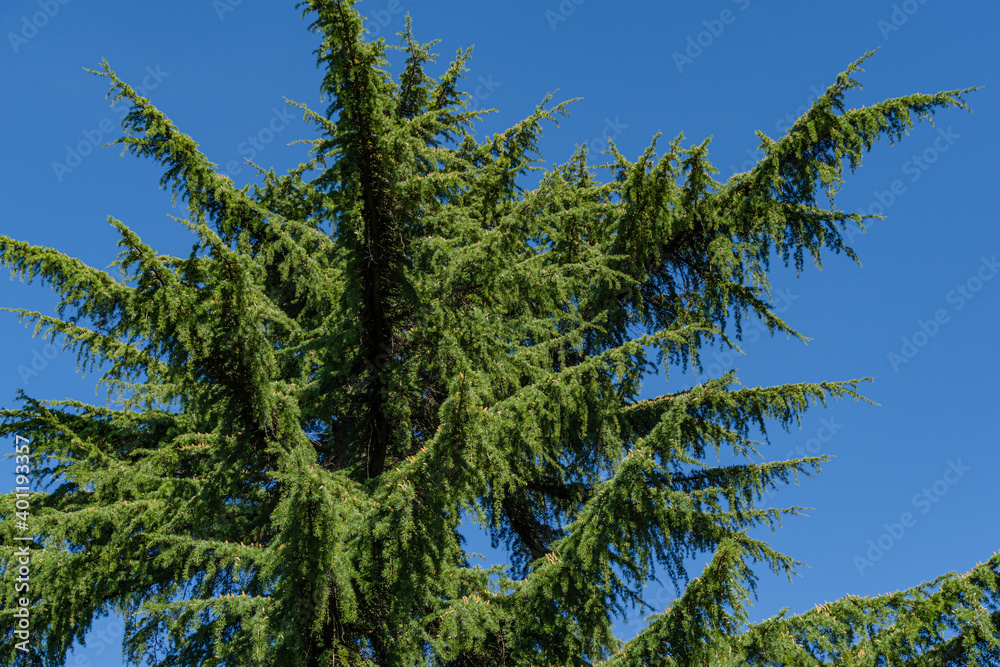 Top of Himalayan cedar (Cedrus Deodara, Deodar) on blue sky background. Cedar growing in resort city center of Sochi. Top of Himalayan cedar (Cedrus Deodara, Deodar) on blue sky background. Cedar growing in resort city center of Sochi.