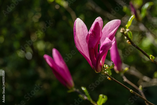 Large pink flower bud Magnolia Susan (Magnolia liliiflora x Magnolia stellata). Beautiful blooming in spring garden. Selective focus. Nature concept for design. Place for your text.