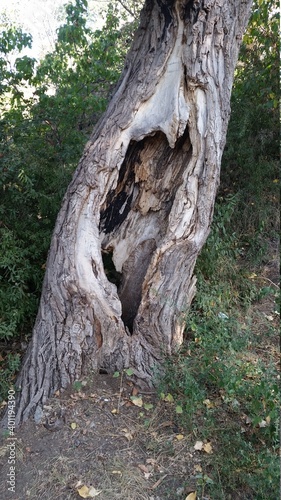 tree trunk
