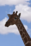 Reticulated giraffe in Samburu National Reserve, Kenya