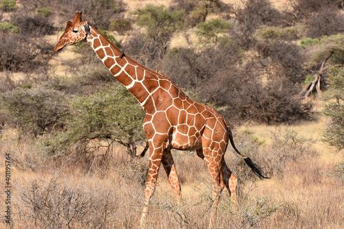 Canvas Print Reticulated giraffe in Samburu National Reserve, Kenya
