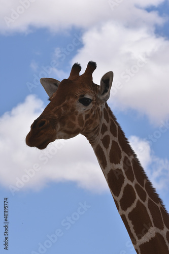 Reticulated giraffe in Samburu National Reserve  Kenya