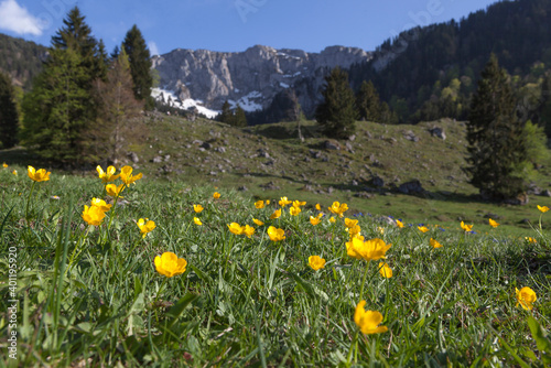 Flower meadow in front of Benediktenwand mountain in Bavaria, Germany
