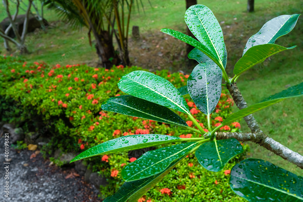 Fototapeta premium Raindrops on a green plumeria leaf in the garden after the rain