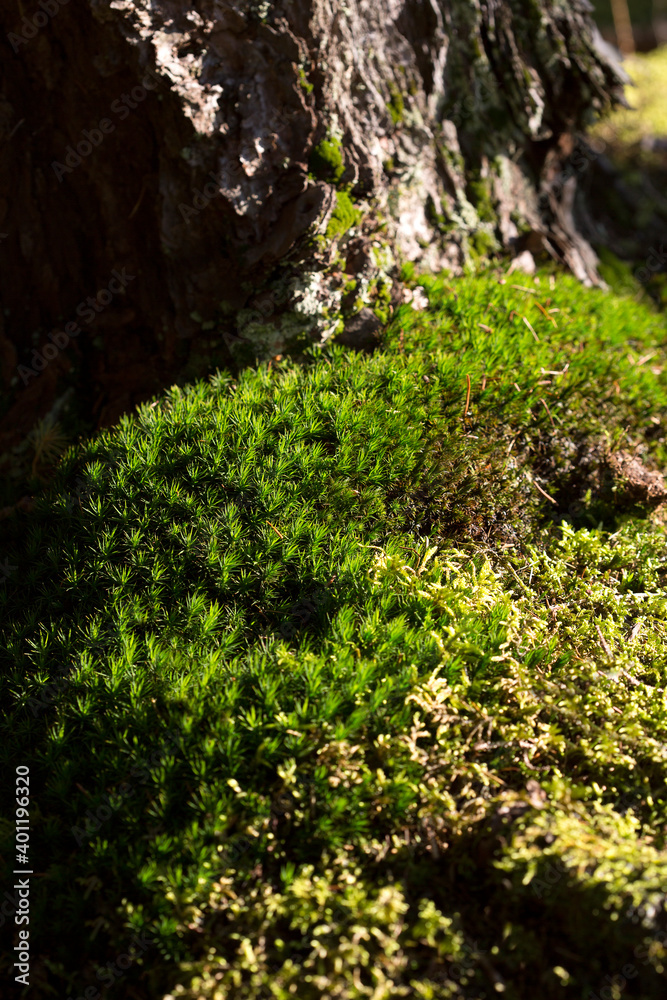 Green moss in a forest
