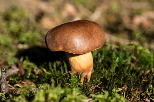 Brown mushroom in the forest