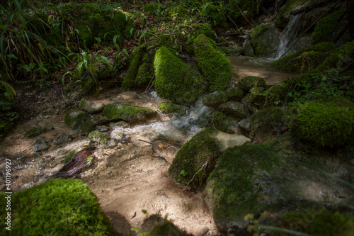 Long time exposure of silent forest