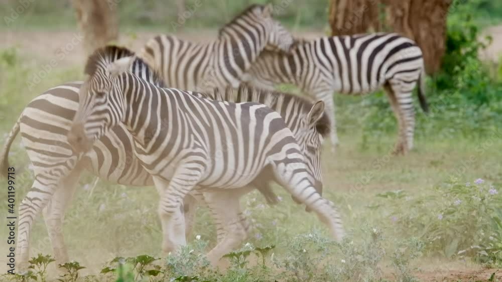 Wide shot of two Burchell's zebra stallions fighting and more zebras in the background, Kruger National Park. Wide shot of two Burchell's zebra stallions fighting and more zebras in the background, Kruger National Park.