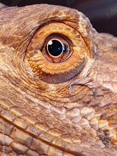 macro eye of pogona  reptile Pogona vitticeps