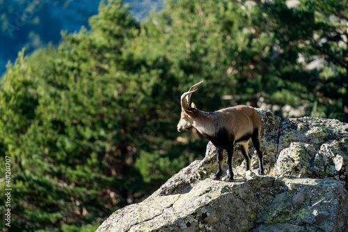 Iberian ibex  Spanish ibex  Spanish wild goat  or Iberian wild goat  Capra pyrenaica 