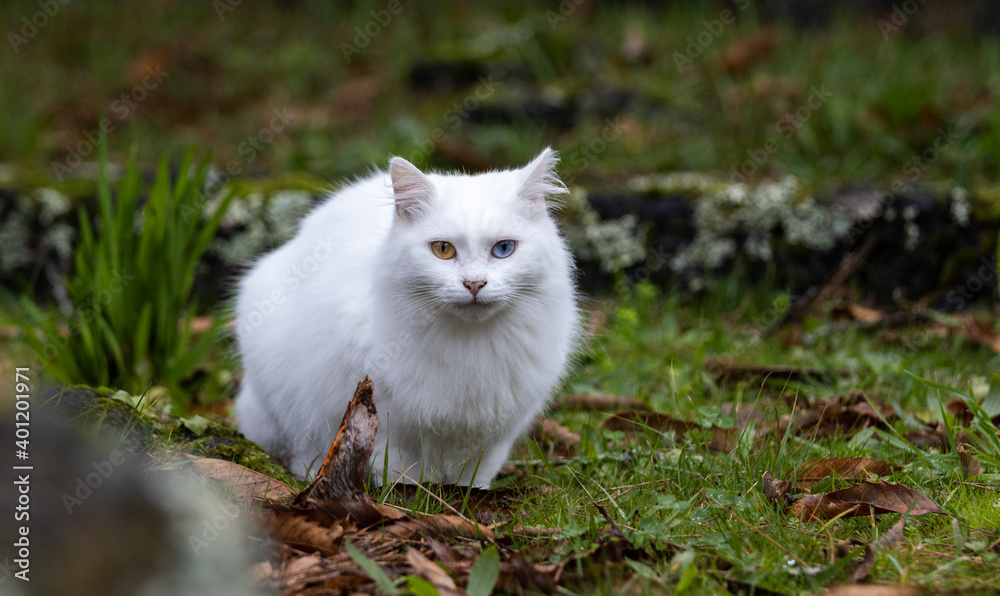 Fototapeta premium White cat with two different eyes.