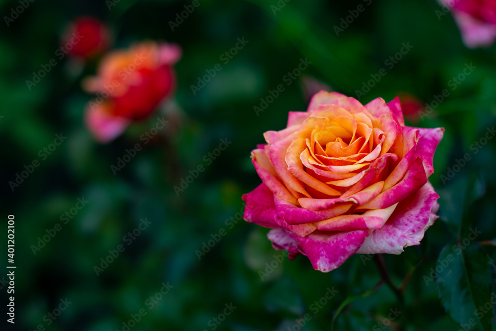 pink roses background. Wedding natural flowers. Valentines day or 8 march floral gift. Romantic love design pink roses background. Wedding natural flowers. Valentines day or 8 march floral gift. Romantic love design