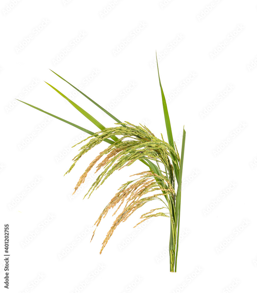 Naklejka premium Ears of paddy rice grain isolated on white background